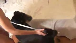O‘zbek ayoli it bilan yurgan, keyin undan jinsiy aloqa qilgan