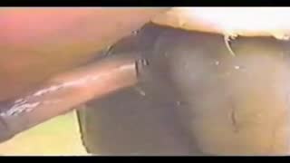 Айғыр бие сағатын жақын жерден трахает